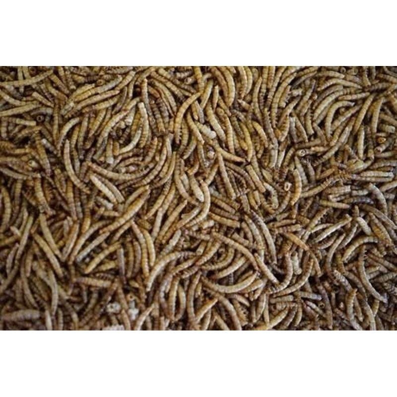 BENELUX Nature Meelwormen 1,8kg - Afbeelding 2